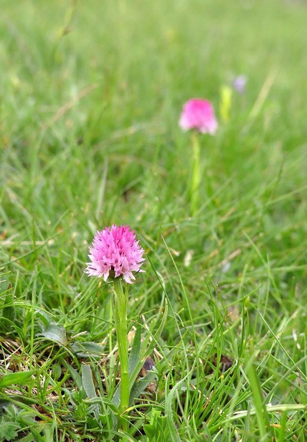 er Terminillo: la Nigritella widderi e altre orchidee sulla montagna di Roma.